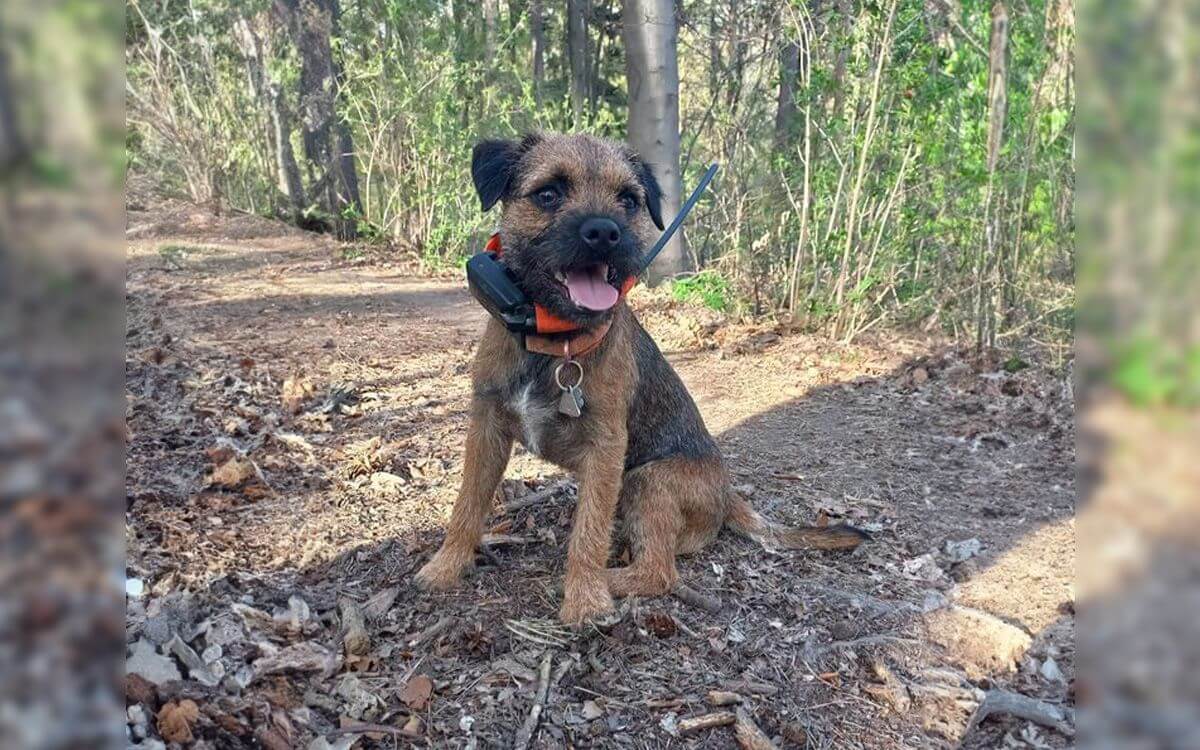 "Obojok DOG GPS X30 je vhodný aj pre malé plemená"hovorí Andrea Moravčíková