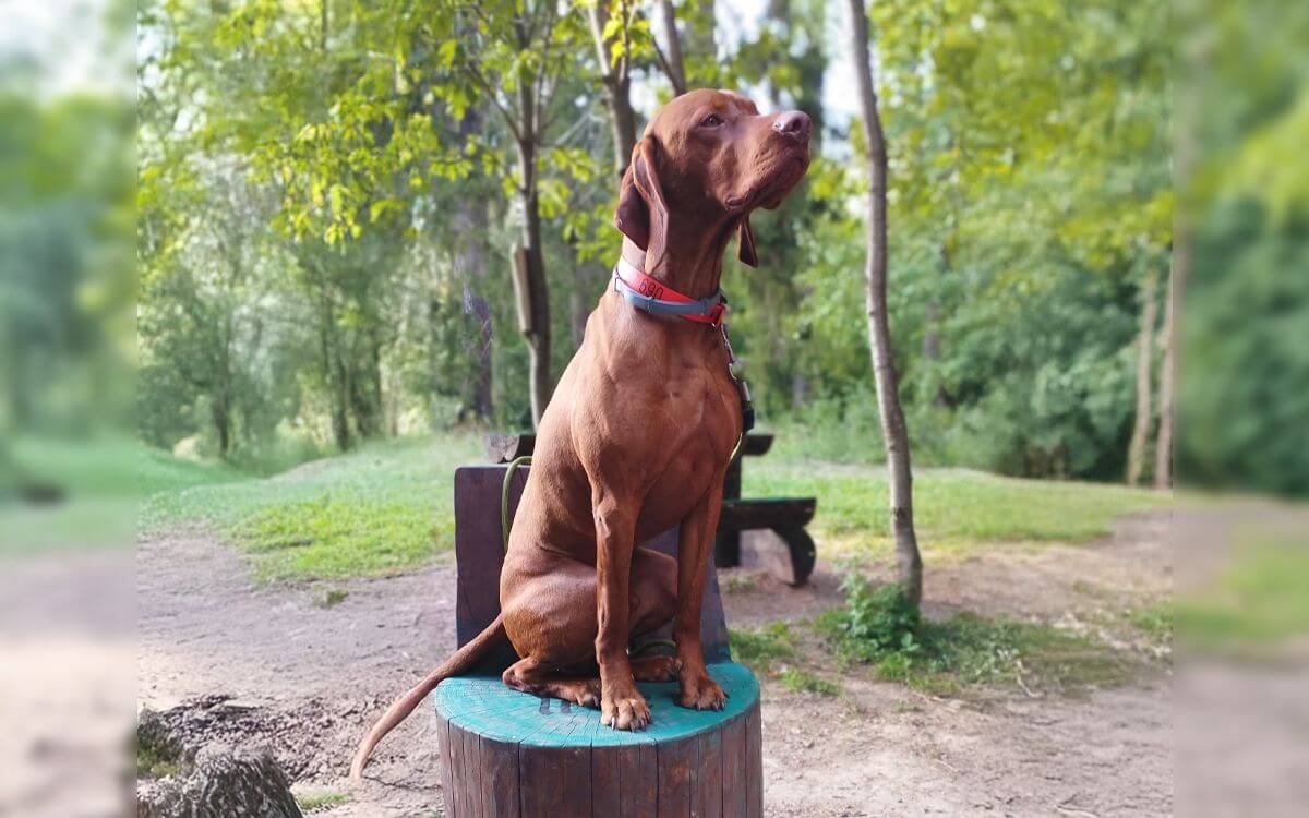 "Kúpil som obojok DOG GPS X30T a bola to najlepšia investícia"hovorí Tomáš Jankovič