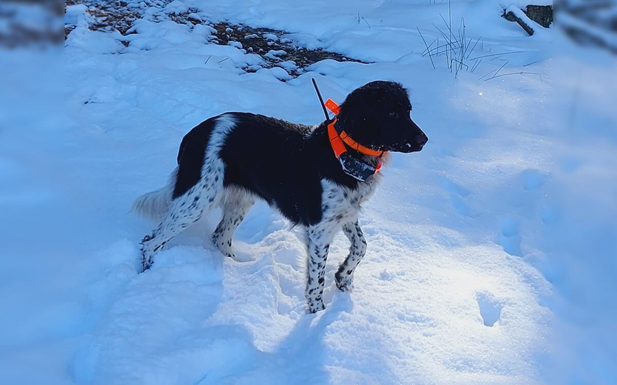 "S obojkom DOG GPS X30T viem, kde sa Erilea nachádza"hovorí Karolína Erbanová