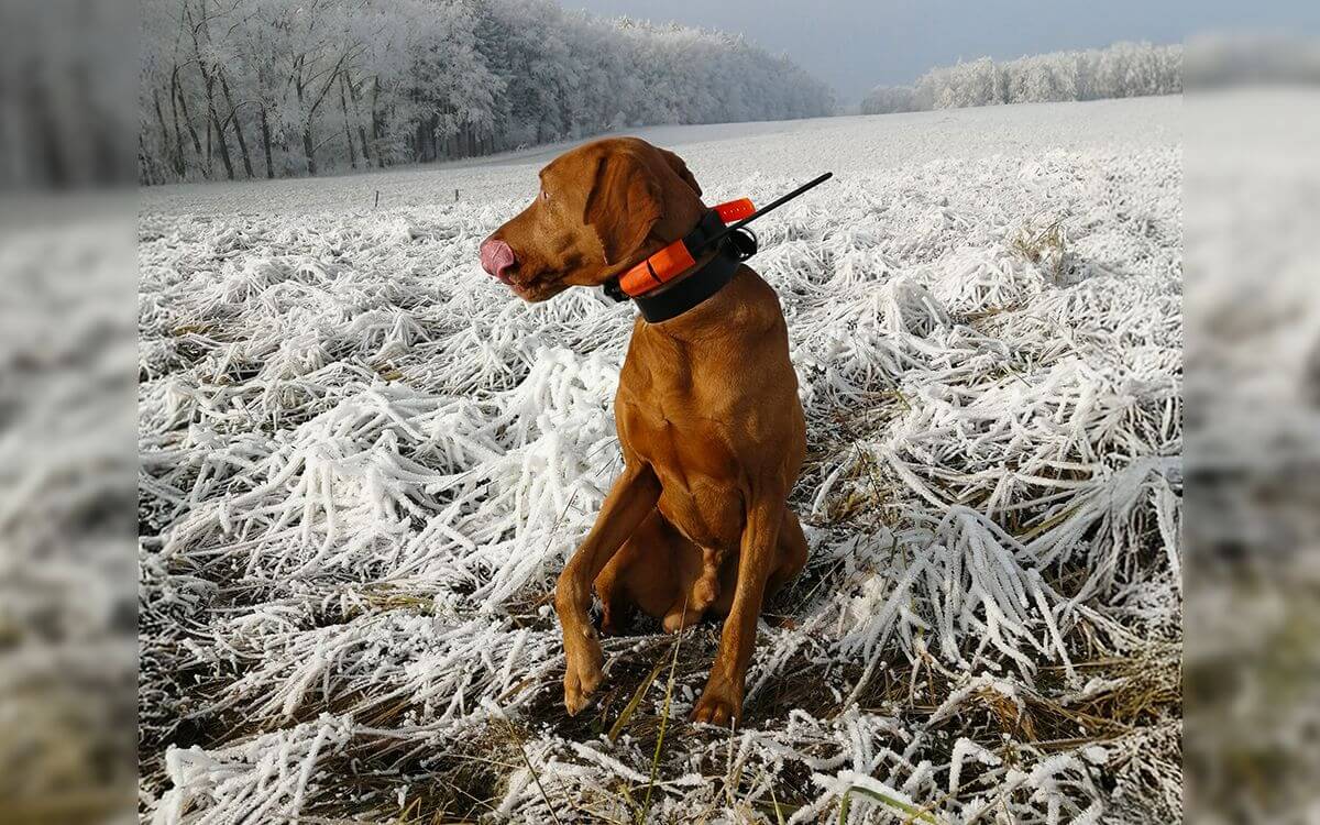"Obojok DOG GPS X30T používam na dlhšie prechádzky"hovorí Hana Kučerová