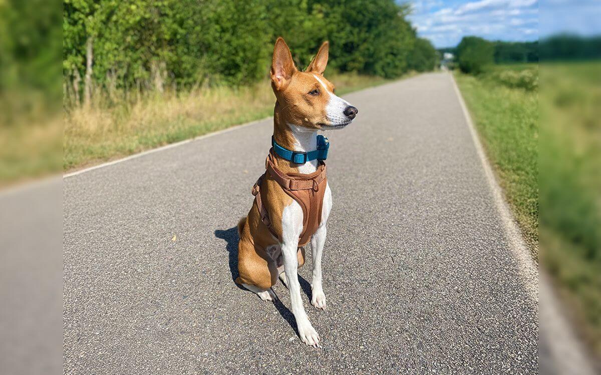 "Bez obojku d-control 900 mini by sme našu Arinku vôbec nemohli púšťať von"hovorí Natálie Mlčáková