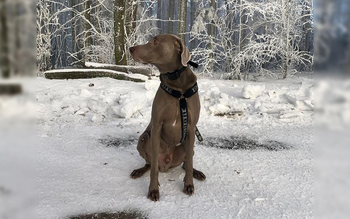 "Prechádzky s naším psom si obaja maximálne užívame"hovorí Petra Malotová