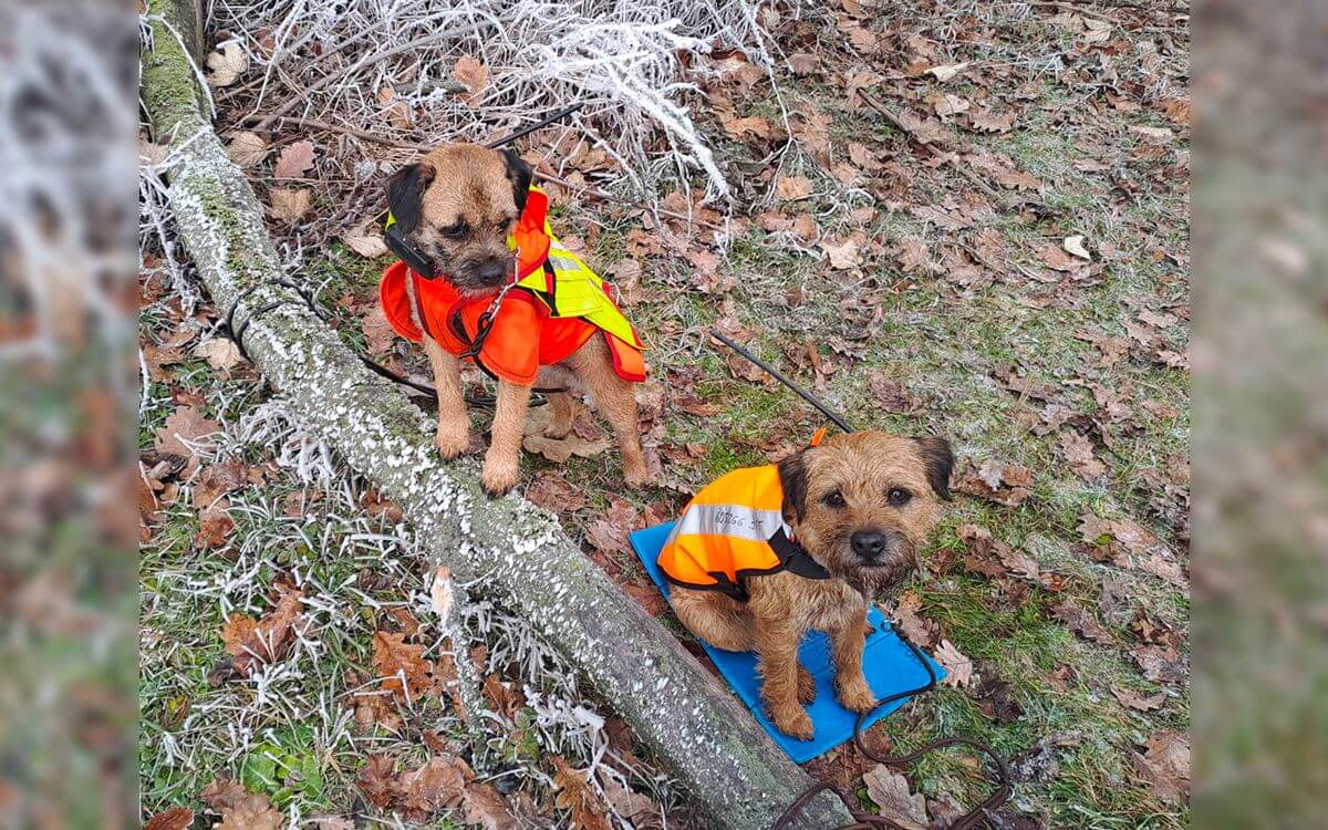 "Dar a Čuí nosia obojky DOG GPS X25 a DOG GPS X30"hovorí Zdeněk Barták