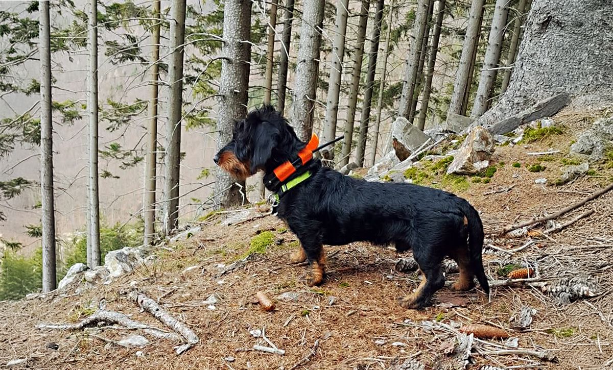 "Używam obroży DOG GPS X20 podczas polowań zbiorowych z naganką"mówi Kateřina Vašutová