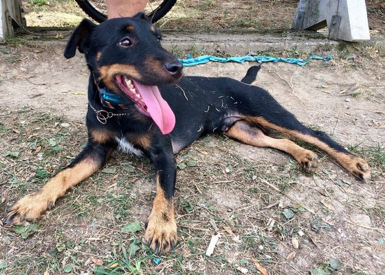 Obojky na lov a športový výcvik