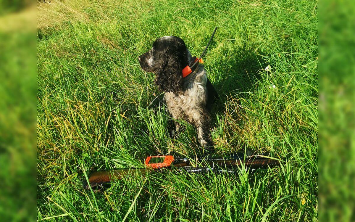 Obojok DOG GPS X30T je skvelým pomocníkom a istotou