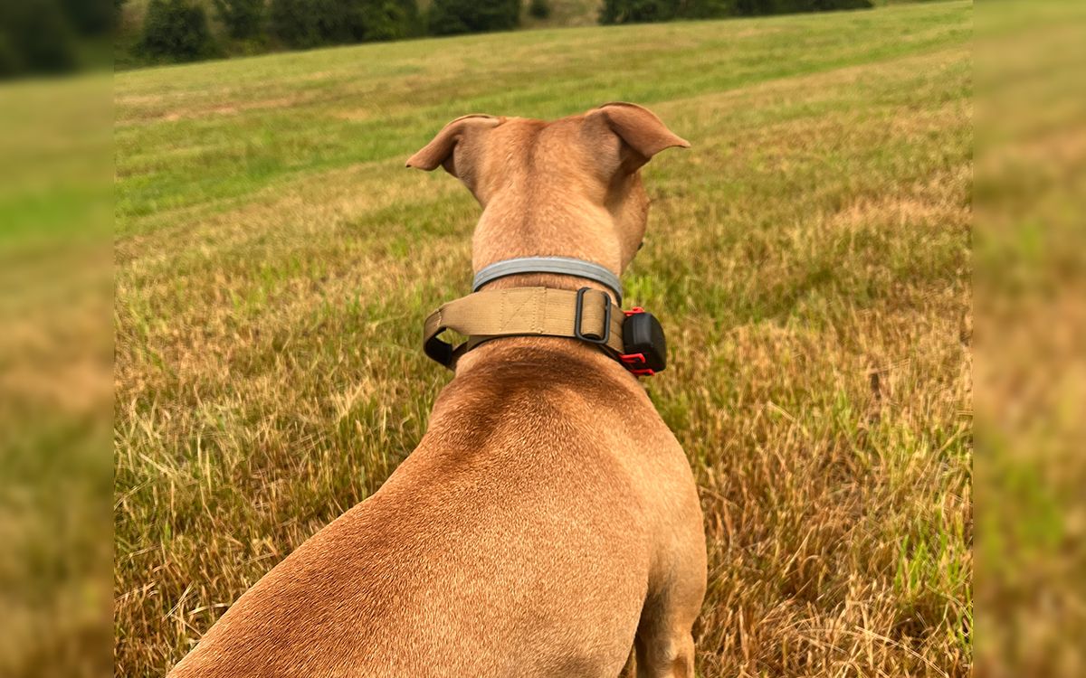 S DOG GPS mini už se nemusím bát, že se mi Stella zatoulá