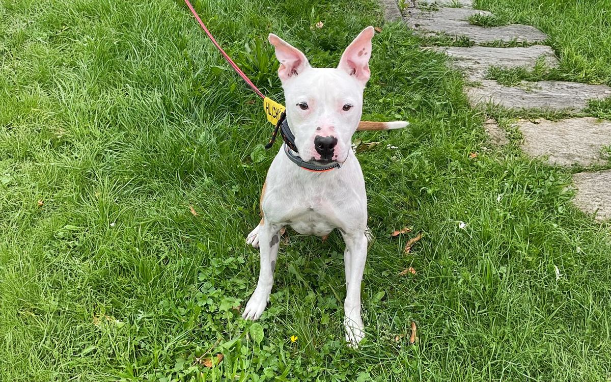 Prstienkový ovládač u obojku d-control Edge nám pomáha každý deň