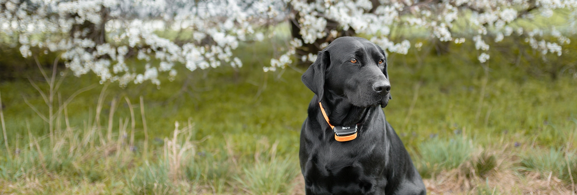 Home  Dogtrace - Electronic trainning collars and dog equipment