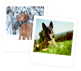 Máte náš elektronický výcvikový obojok? Získajte darček zadarmo.