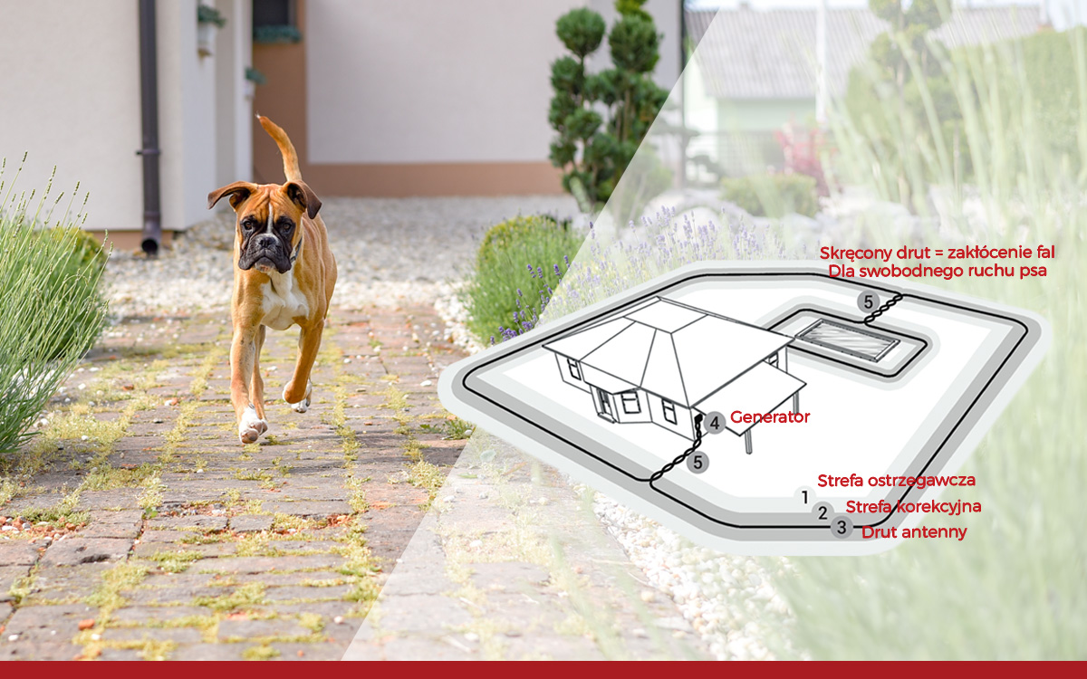Zasada działania niewidzialnego ogrodzenia dla psów d-fence