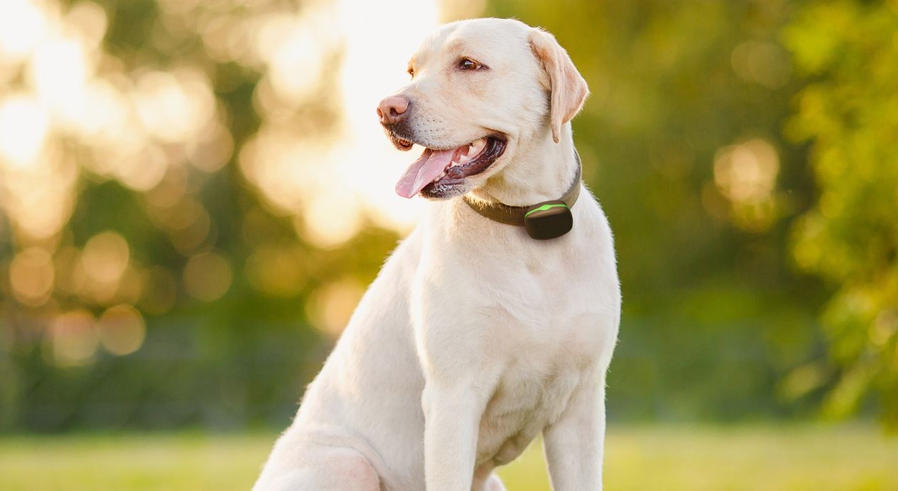 DOG GPS mini