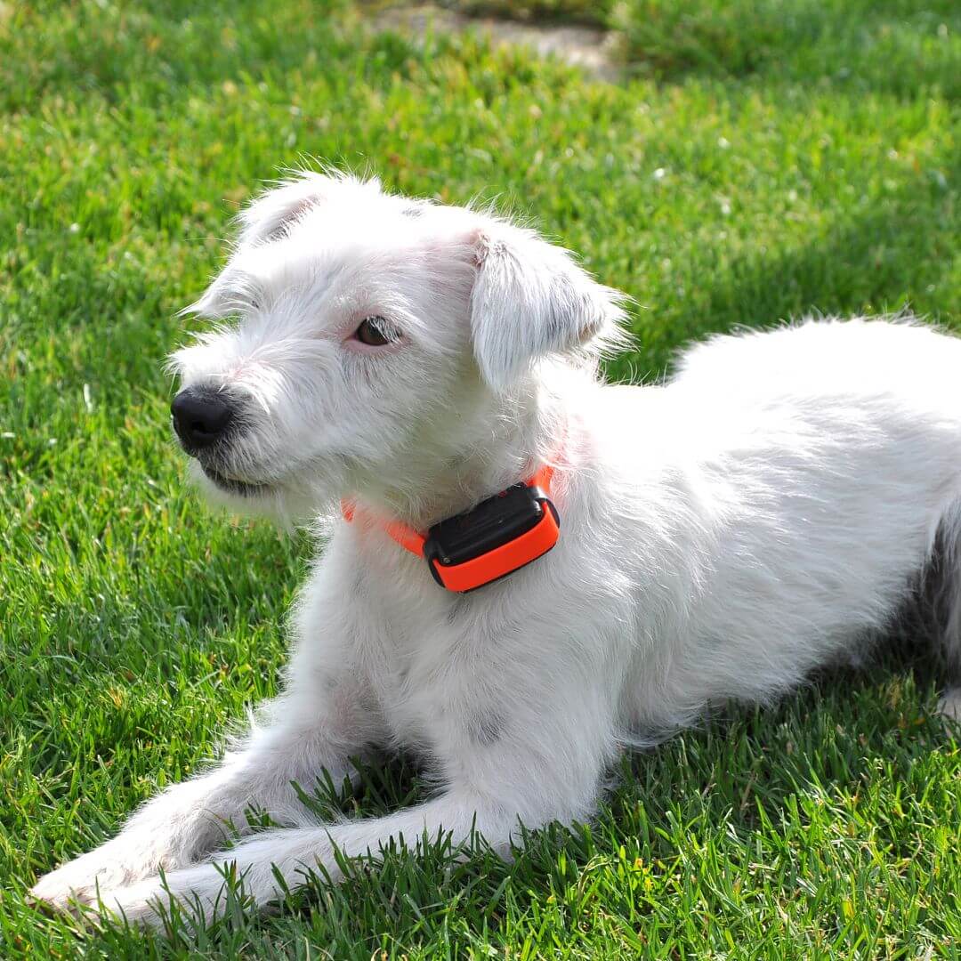 Electronic anti bark collar d mute ONE Dogtrace