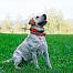 Collar for another dog - DOG GPS X25 Short