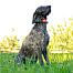 Collar for another dog - DOG GPS X30 Short