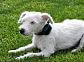 Electronic training collar d-control 500 mini