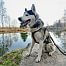 Inteligentny lokalizator GPS dla psów DOG GPS ultra