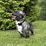 Lokalizator DOG GPS mini dla psów czuwa nad Twoim pupilem 24 godziny na dobę, 7 dni w tygodniu