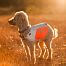 Obroża dla małych psów Tumble Non-stop dogwear