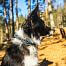Obroża dla psa Roam Non-stop dogwear