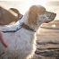 Obroża dla psa Roam Non-stop dogwear
