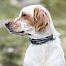 Obroża dla psa Roam Non-stop dogwear