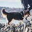 Półzwijana obroża dla psa Cruise Non-stop dogwear