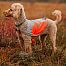 Reflexná vesta pre psa, oranžová
