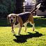 Safe boundaries wherever you need them electronic dog fence d-fence