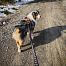Smycz z amortyzatorem dla psa Touring Bungee Leash Non-stop dogwear