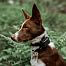 The d-control Edge Ring electronic dog training collar is suitable for medium and large dogs