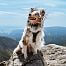 The d-control Edge Ring electronic dog training collar is suitable for small and medium dogs