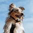 The electronic dog collar d-control Edge Ring ONE with ring transmitter is suitable for everyday walks