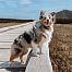 The electronic dog collar d-control Edge Ring ONE with ring transmitter is suitable for everyday walks