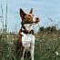 Tracker DOG GPS mini zvládne každé dobrodružstvo