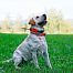 Tracking system DOG GPS X25