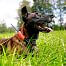 Tracking system with beeper collar and training module DOG GPS X25TB