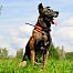 Tracking system with beeper collar and training module DOG GPS X30TB