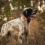 Tracking system with beeper collar DOG GPS X25B