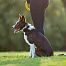 Training a dog with an electronic collar with a ring transmitter is the ideal training solution