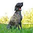 Training and tracking system DOG GPS X30T Short