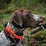 Training and tracking system DOG GPS X30T