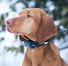 Vyhledávácí GPS obojek DOG GPS X20 na krku psa