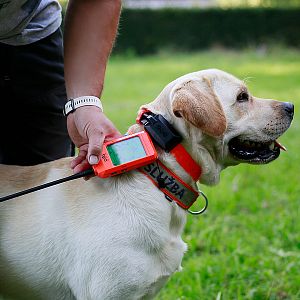 Aktivace GPS obojku přiložením dvou červených terčíků k sobě (magnet)