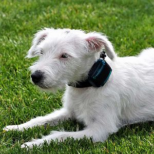 Elektronický výcvikový obojek d-control mini na krku malého psa