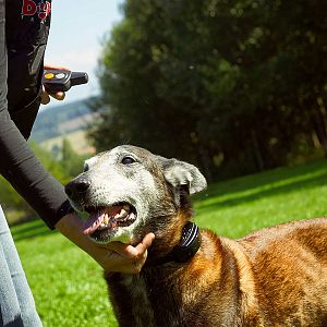 Elektronický výcvikový obojek d-control professional na krku psa