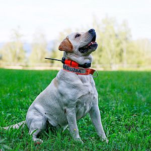 Functions and features DOG GPS X25