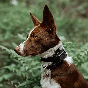 Functions and features of d-control Edge collars