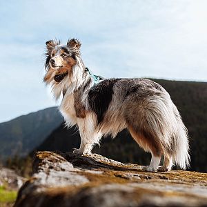 Functions and features of d-control Edge collars