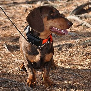 Functions and features of DOG GPS collars